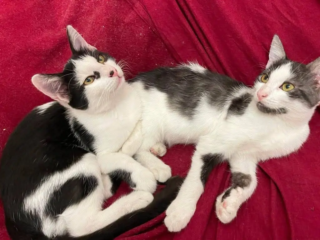 Adotta un gatto, femmina, 5 mesi, Torino