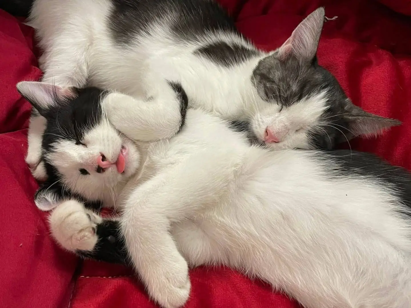 Adozione gatto, femmina, Razza sconosciuta Razza sconosciuta, 5 mesi, taglia non valida, Torino