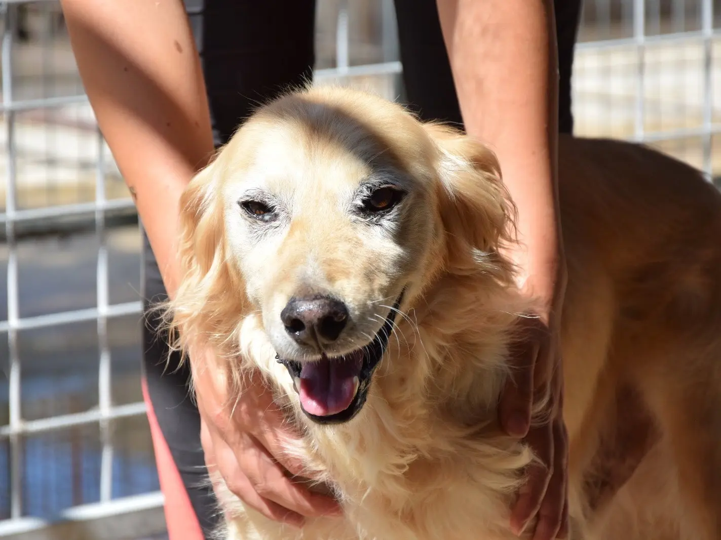 Adotta un cane, maschio, 4 anni e 3 mesi, Pescara