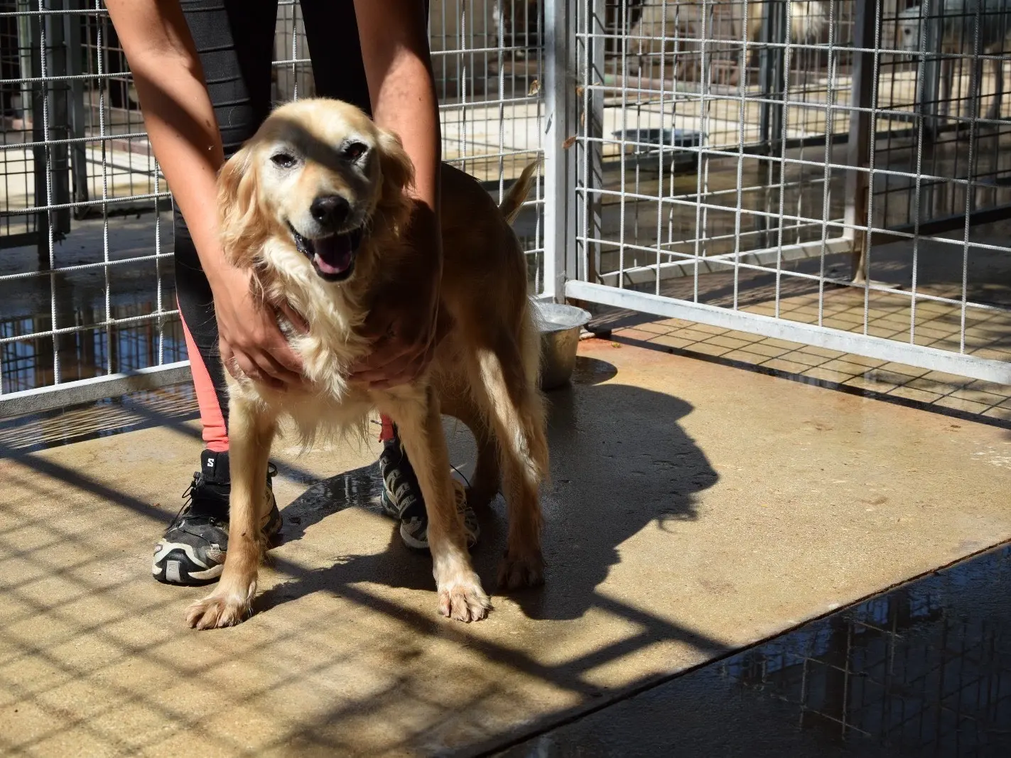Adotta un cane, taglia media contenuta, maschio, Pescara