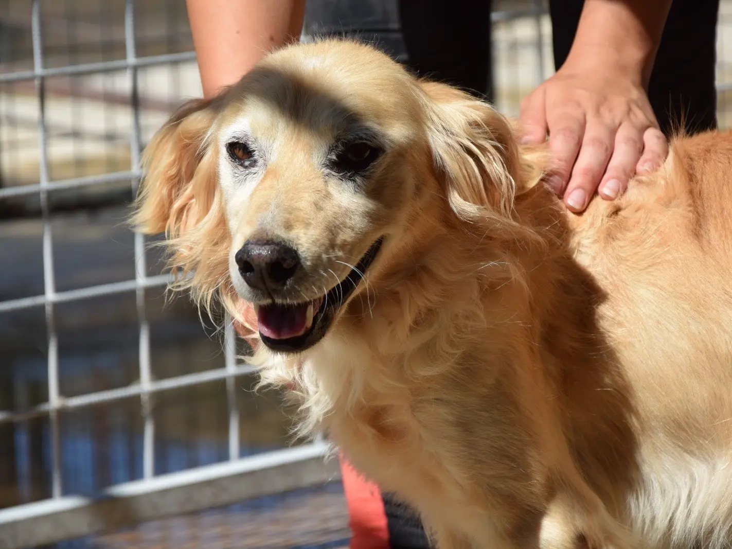 Adozione cane, maschio, Razza sconosciuta Razza sconosciuta, 4 anni e 3 mesi, taglia media contenuta, Pescara
