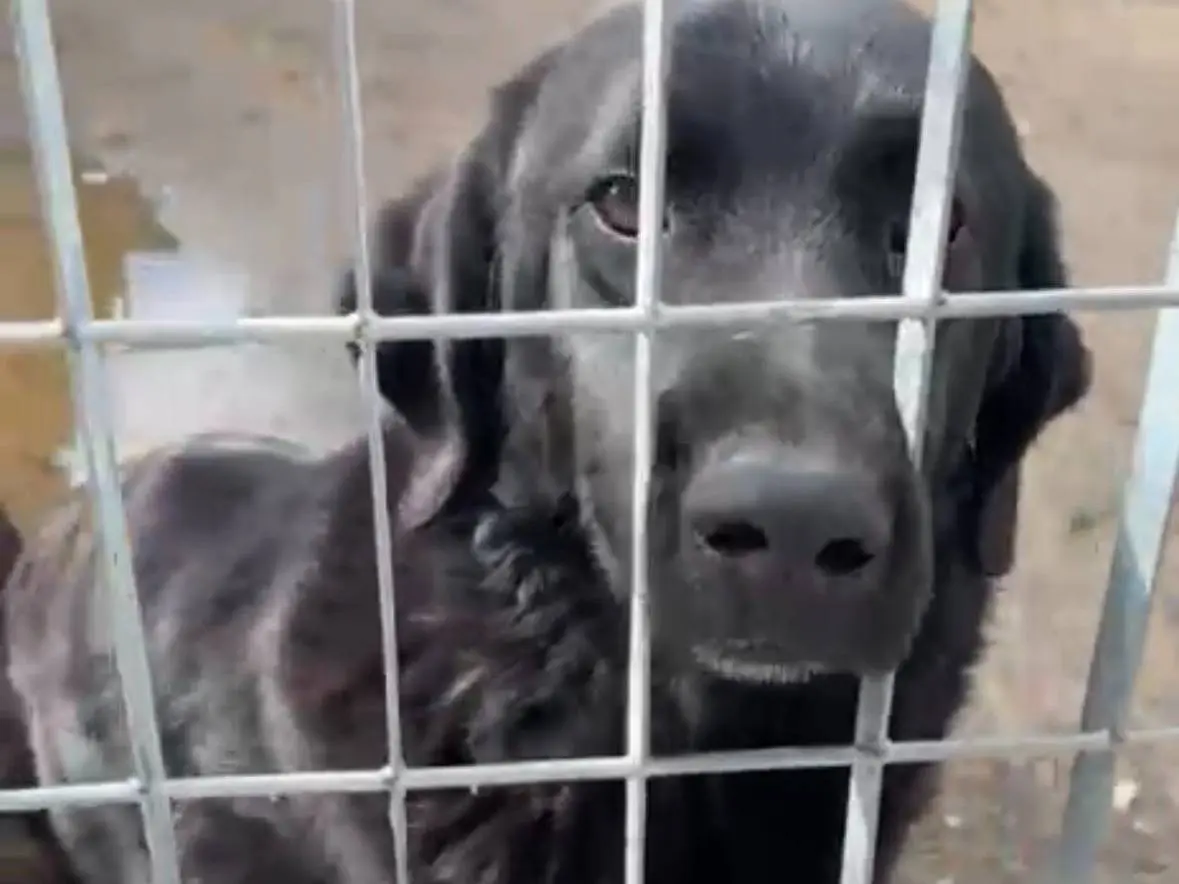 Adotta un cane, maschio, 3 anni e 8 mesi, Napoli