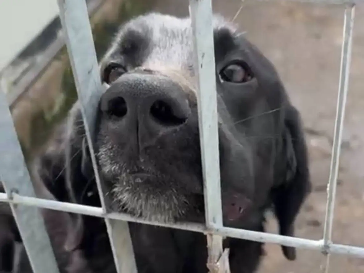 Adozione cane, maschio, Razza sconosciuta Razza sconosciuta, 3 anni e 8 mesi, taglia grande, Napoli