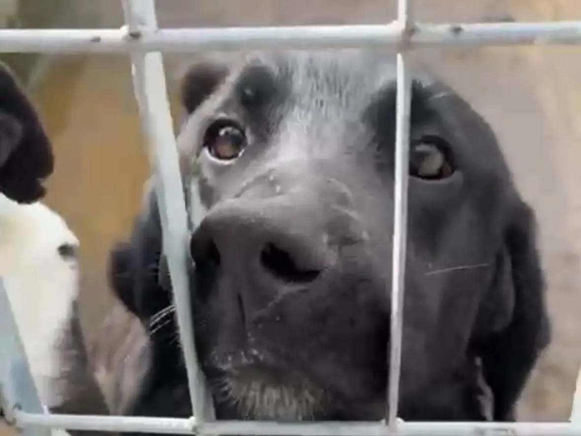 Adotta un cane, taglia grande, maschio, Napoli