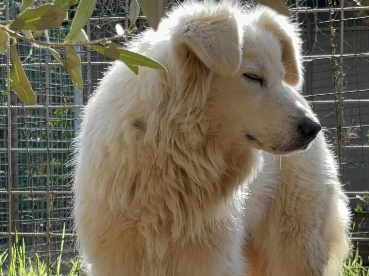 Adotta un cane, femmina, 3 anni e 4 mesi, Roma