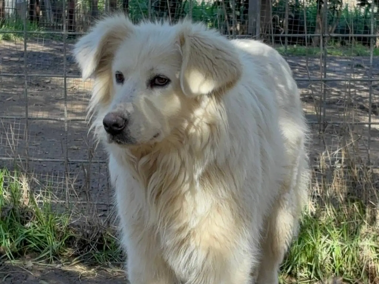 Adotta un cane, taglia media, femmina, Roma