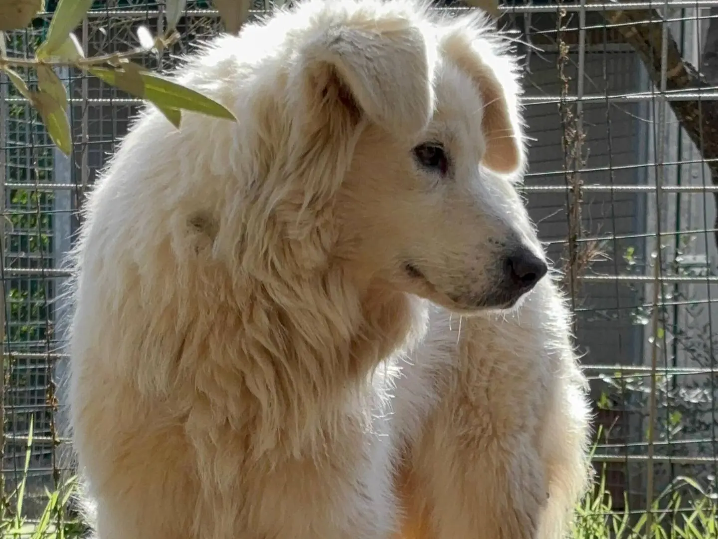 Vuoi adottare un cane a Roma?