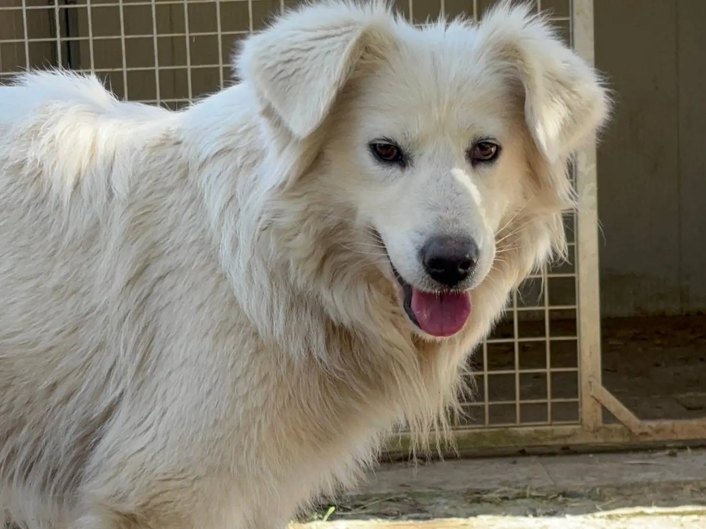 Adozione cane, femmina, Pastore maremmano Razza sconosciuta, 3 anni e 4 mesi, taglia media, Roma