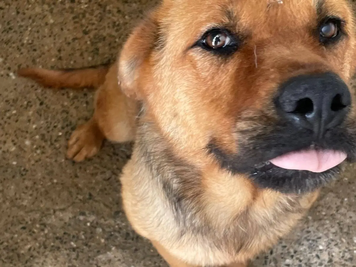Adozione cane, femmina, Razza sconosciuta Razza sconosciuta, 3 anni e 3 mesi, taglia media, Crotone