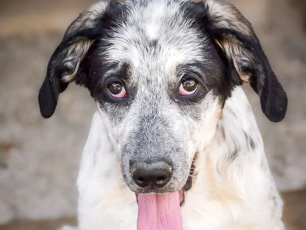 Adotta un cane, femmina, 1 anno e 9 mesi, Crotone