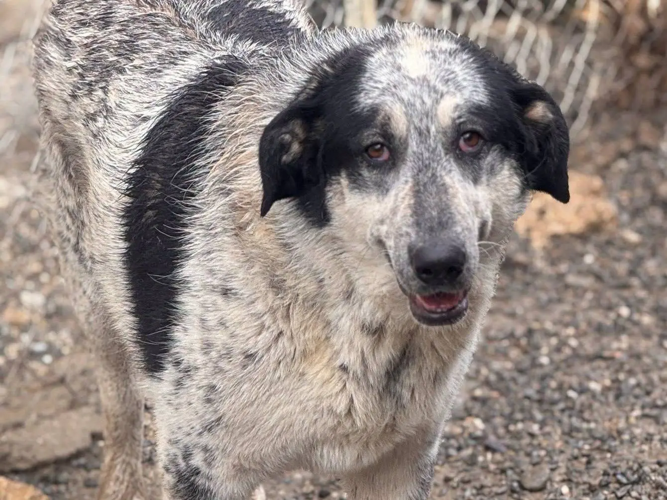 Adozione cane, femmina, Razza sconosciuta Razza sconosciuta, 1 anno e 9 mesi, taglia gigante, Crotone