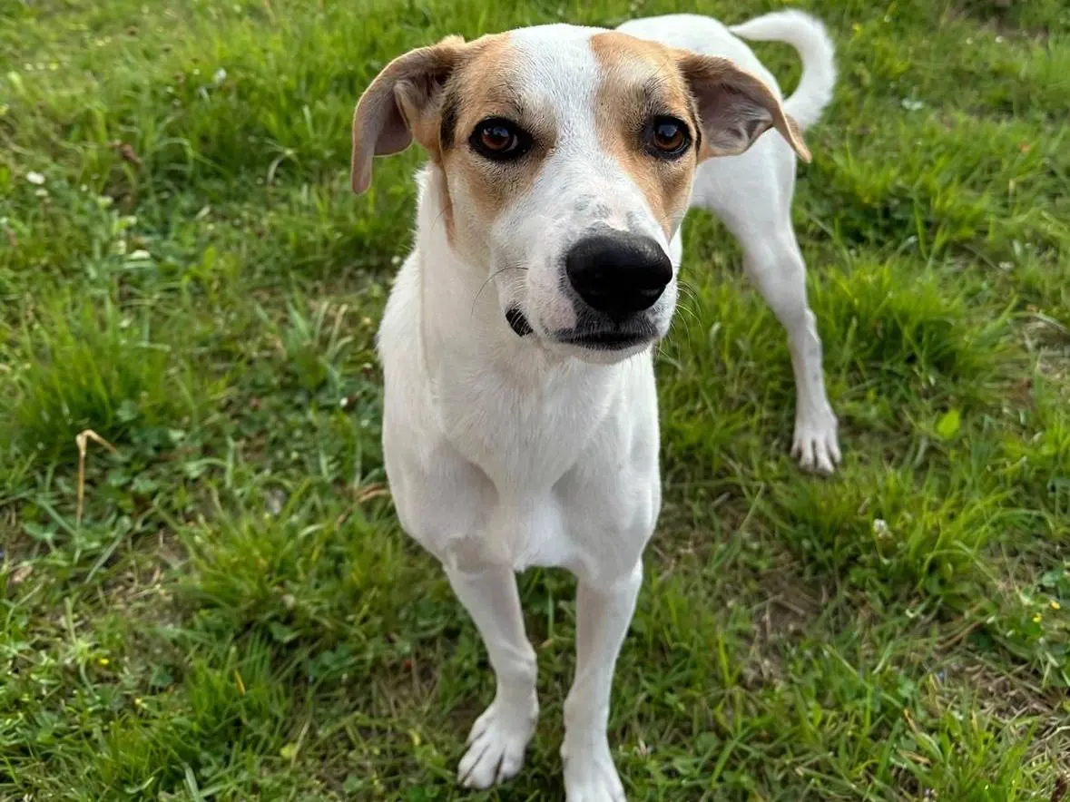 Adotta un cane, maschio, 1 anno, Siracusa