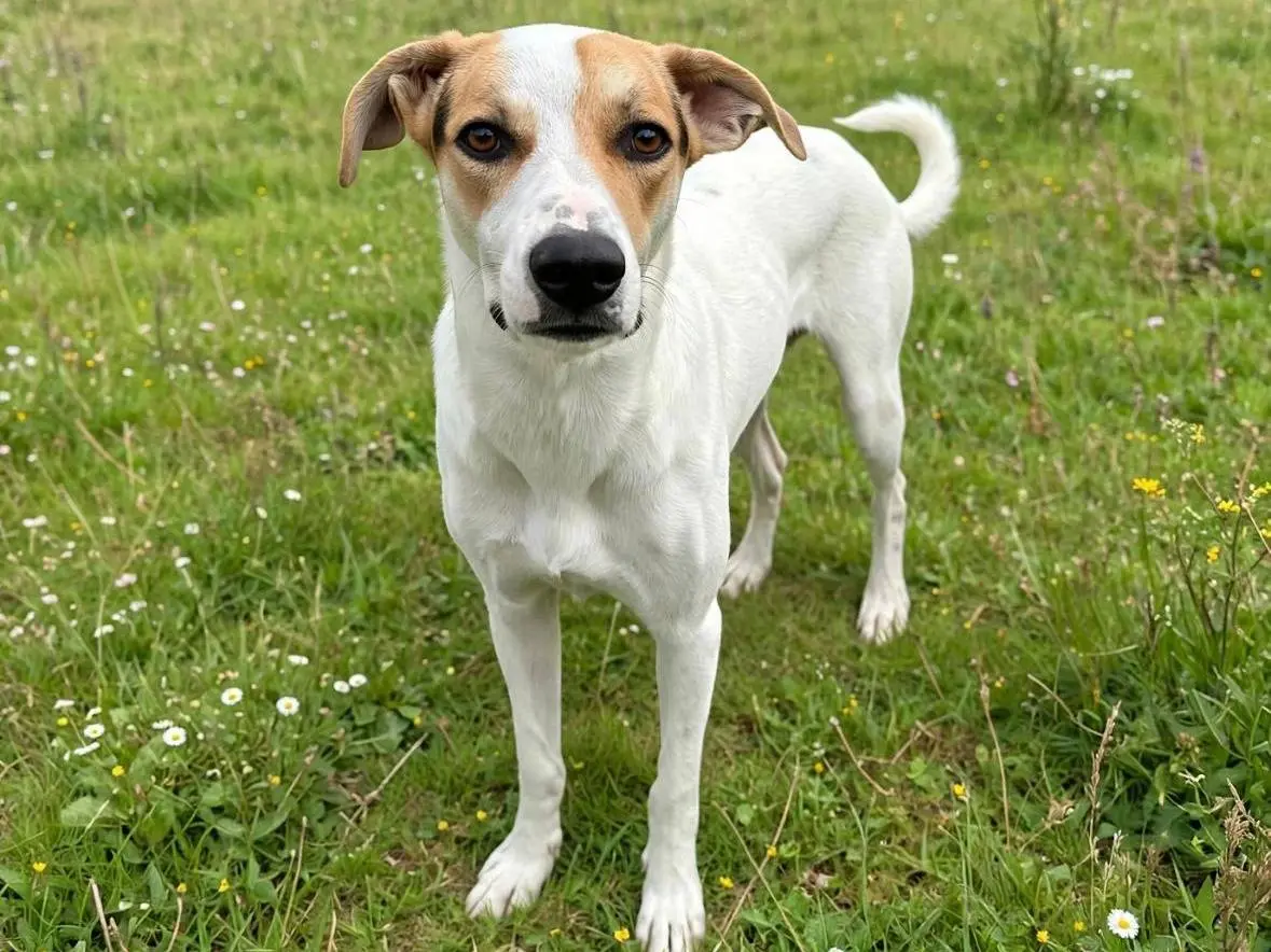Adozione cane, maschio, Razza sconosciuta Razza sconosciuta, 1 anno, taglia grande, Siracusa