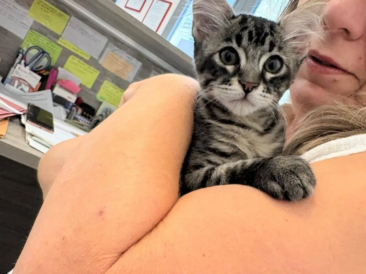 Adotta un gatto, femmina, 3 mesi, Catania