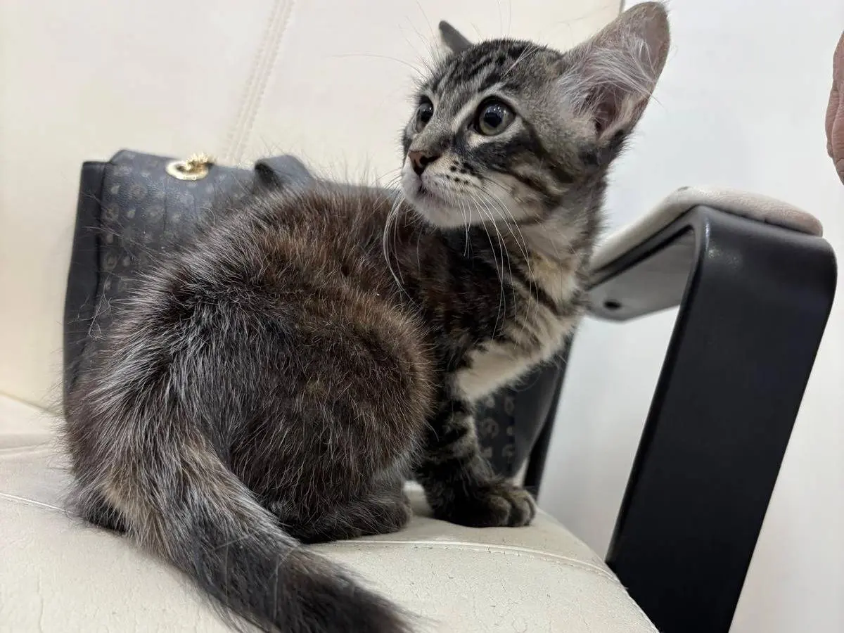 Adotta un gatto, taglia non valida, femmina, Catania