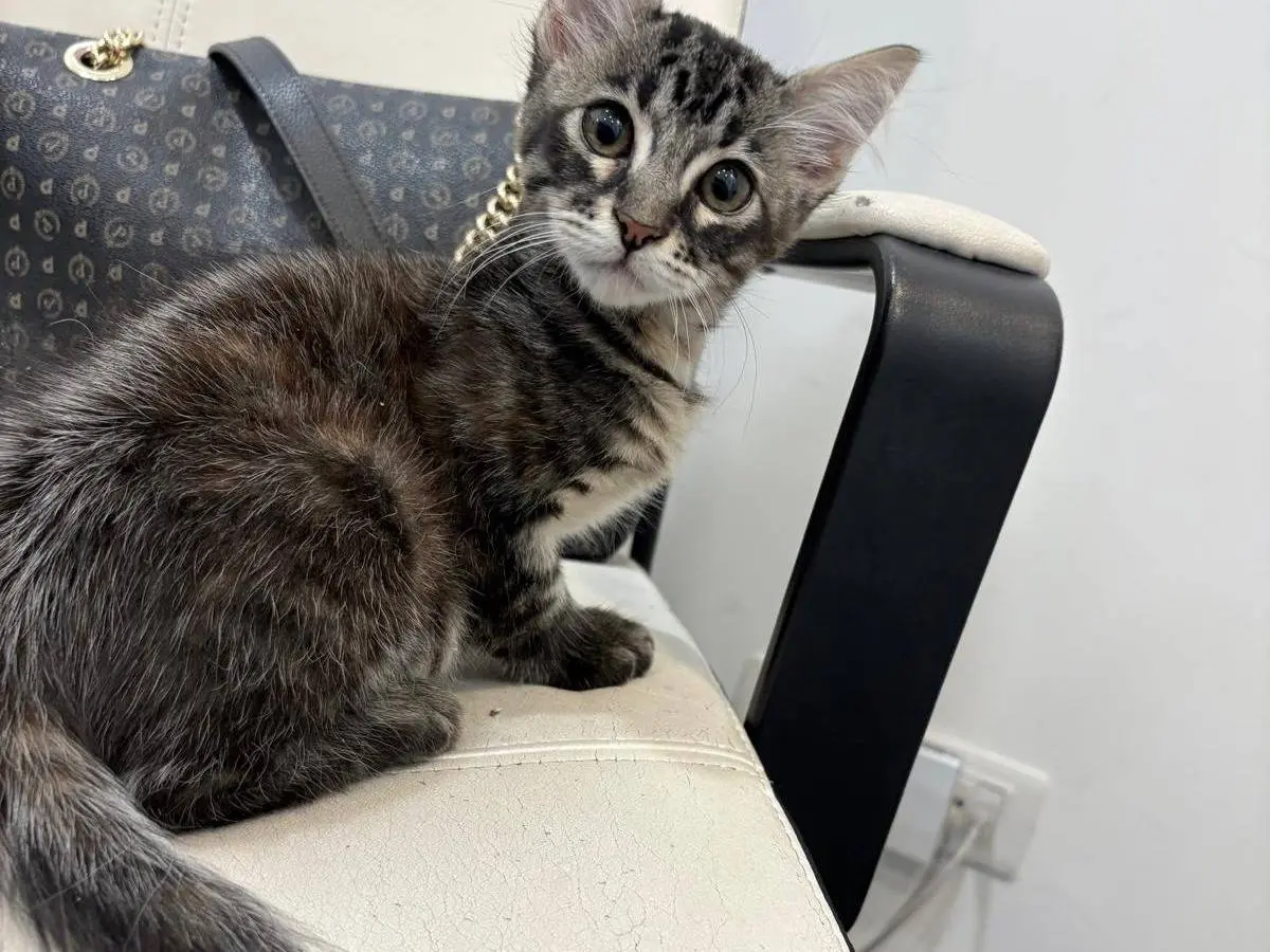 Adozione gatto, femmina, Razza sconosciuta Razza sconosciuta, 3 mesi, taglia non valida, Catania