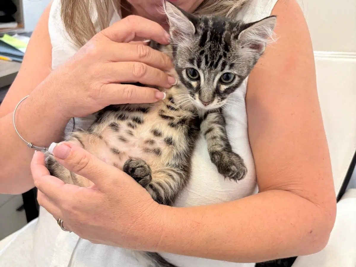 Vuoi adottare un gatto a Catania?