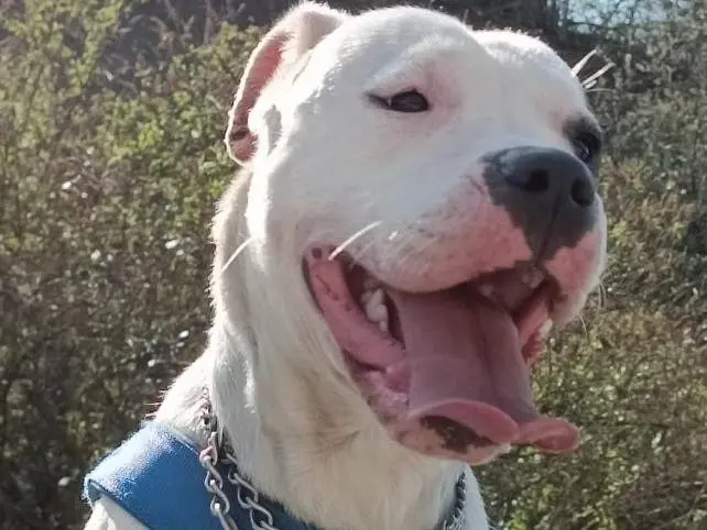 Adotta un cane, taglia media, femmina, Monza