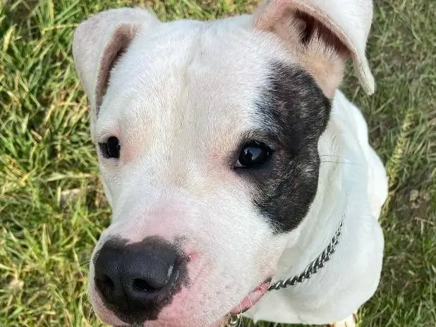 Adozione cane, femmina, Pitbull Dogo Argentino, 4 anni e 1 mese, taglia media, Monza