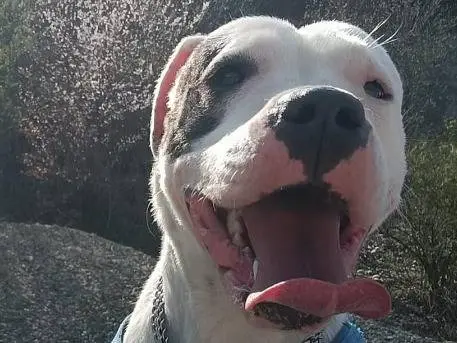 Adotta un cane, femmina, 4 anni e 1 mese, Monza