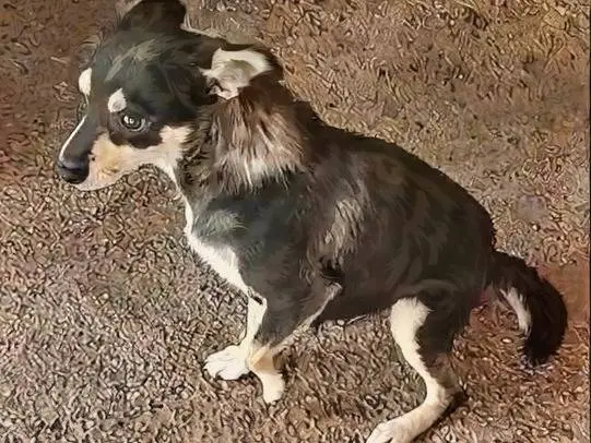 Adozione cane, femmina, Razza sconosciuta Razza sconosciuta, 4 anni e 2 mesi, taglia piccola, Benevento