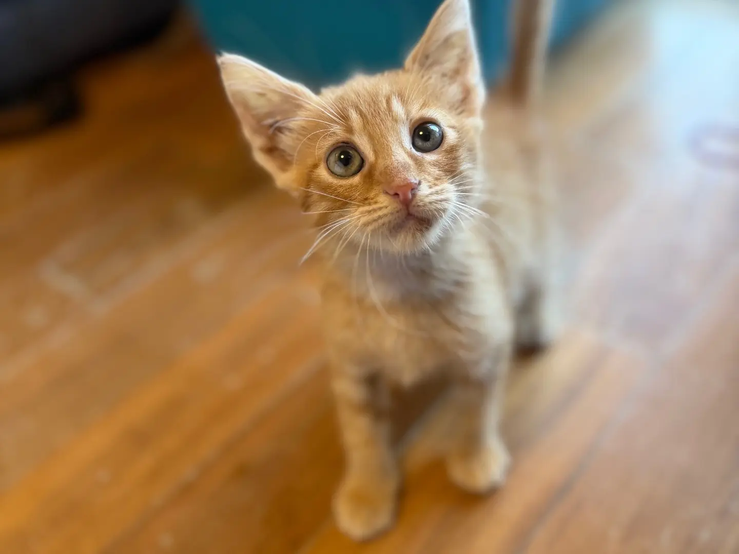 Adotta un gatto, femmina, 2 mesi, Messina