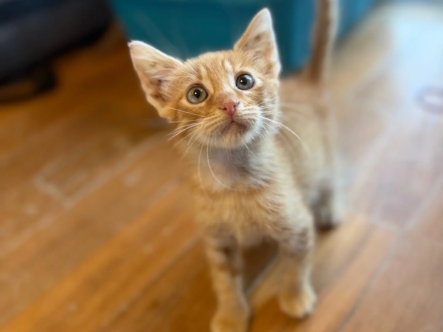 Adotta un gatto, taglia non valida, femmina, Messina