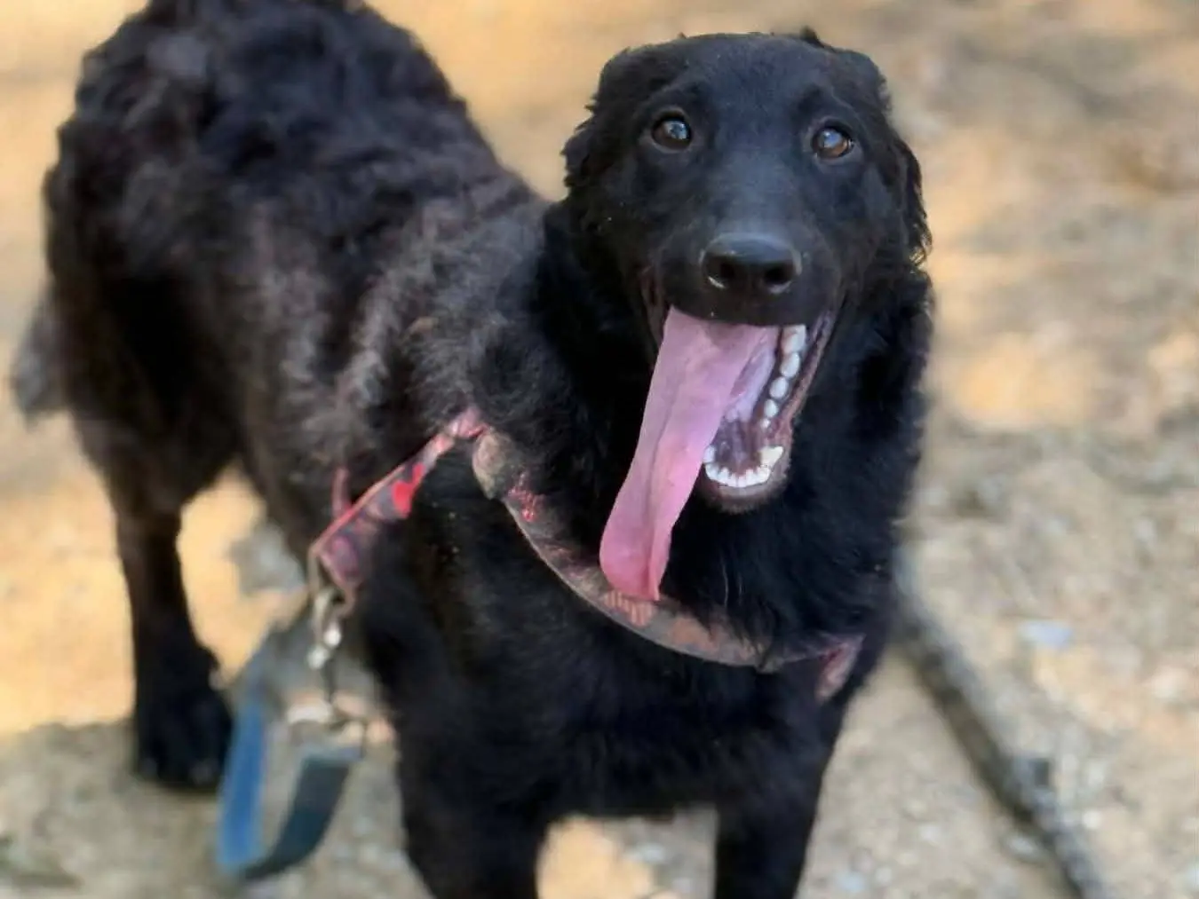 Vuoi adottare un cane a Firenze?