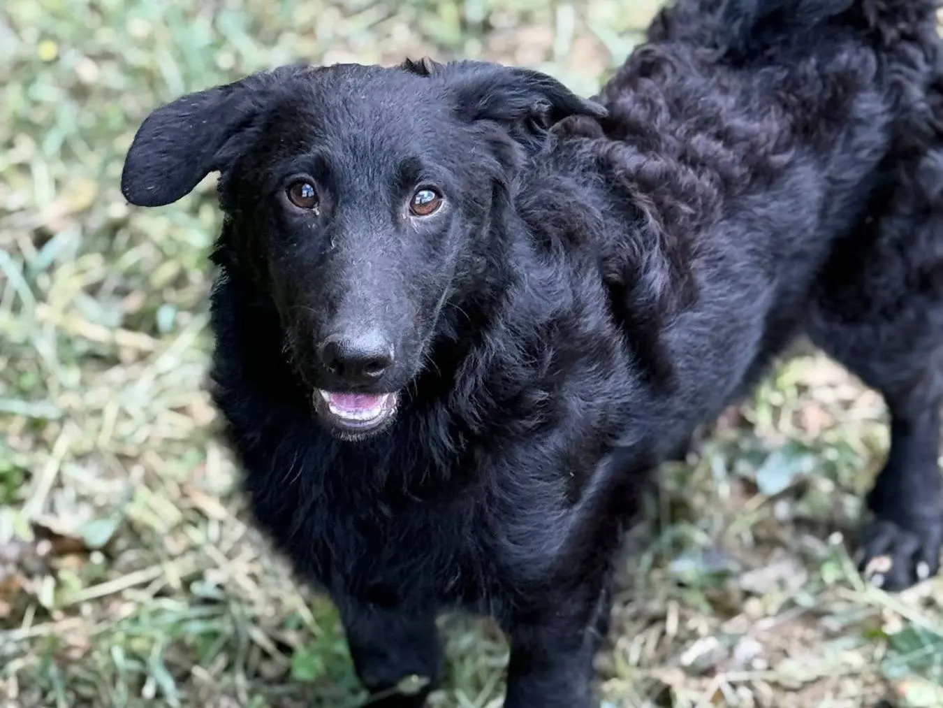 Adotta il cane ERIC a Firenze