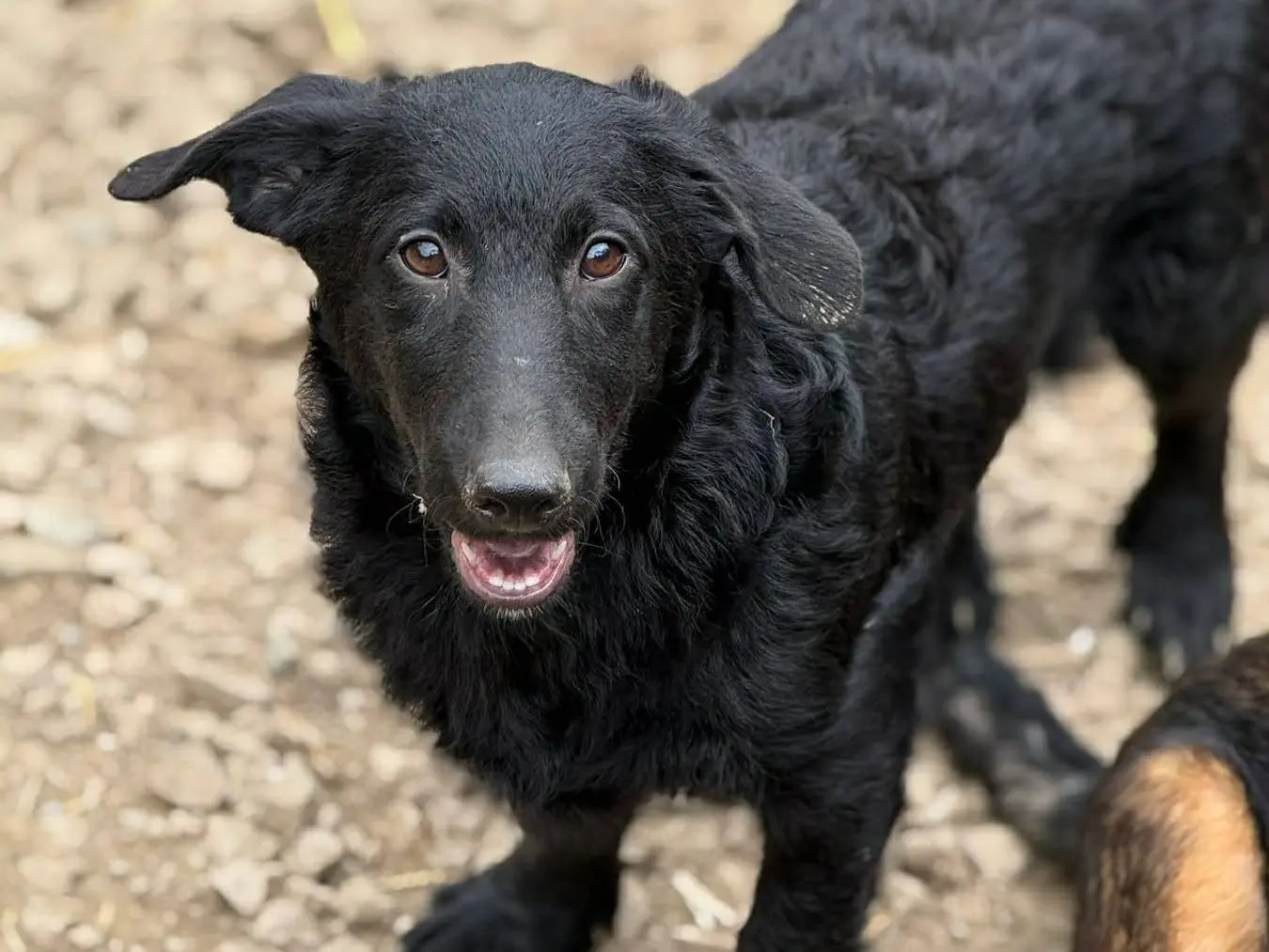 Adotta un cane, taglia media contenuta, maschio, Firenze