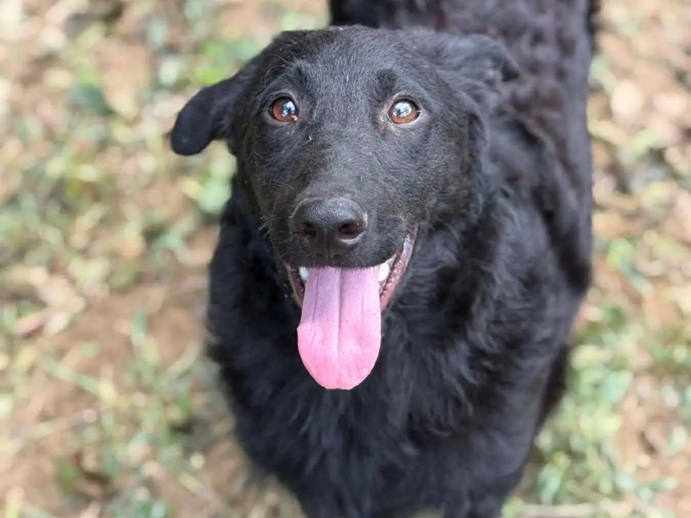 Adotta un cane, maschio, 7 mesi, Firenze