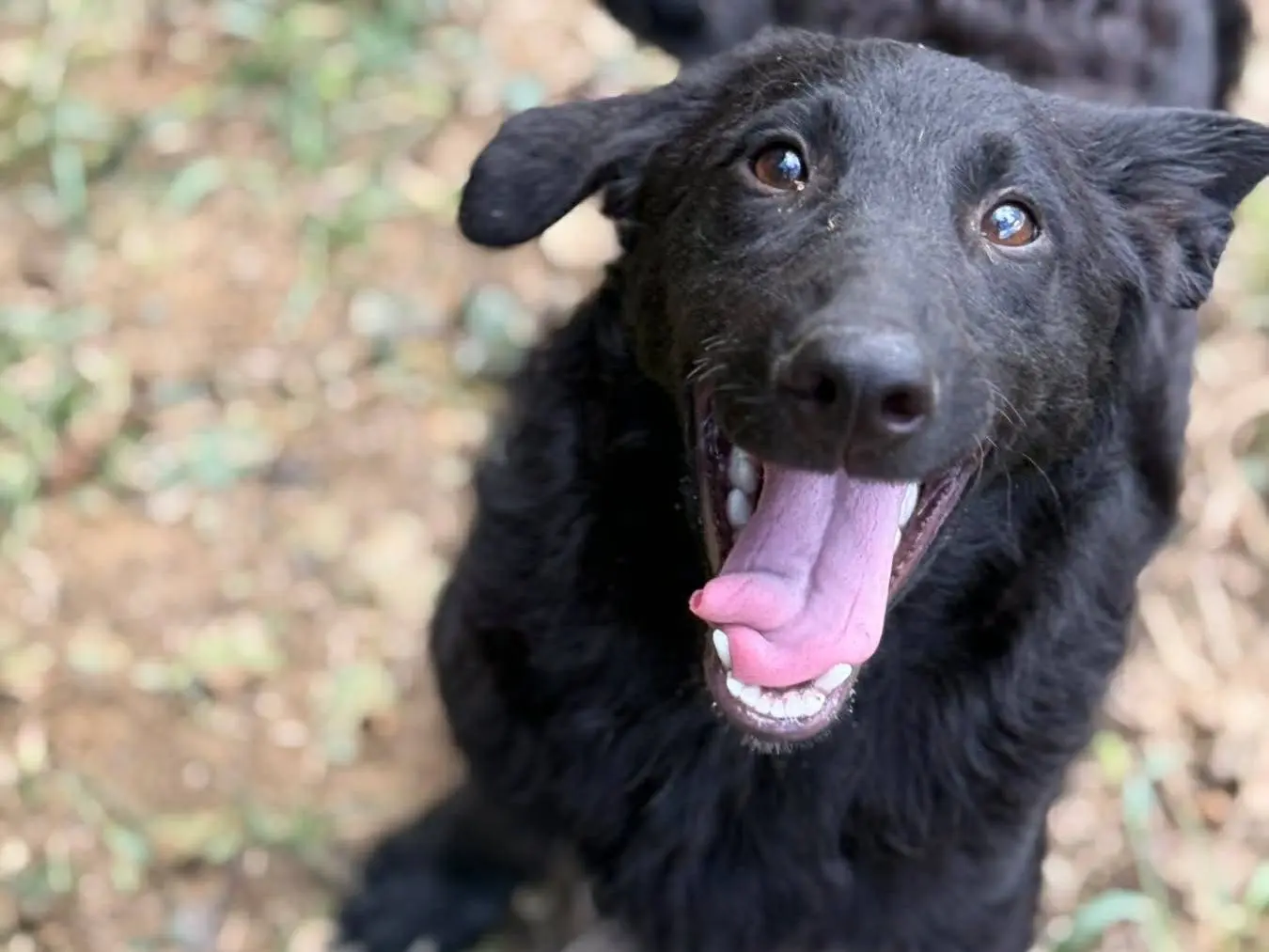 Adozione cane, maschio, Razza sconosciuta Razza sconosciuta, 7 mesi, taglia media contenuta, Firenze