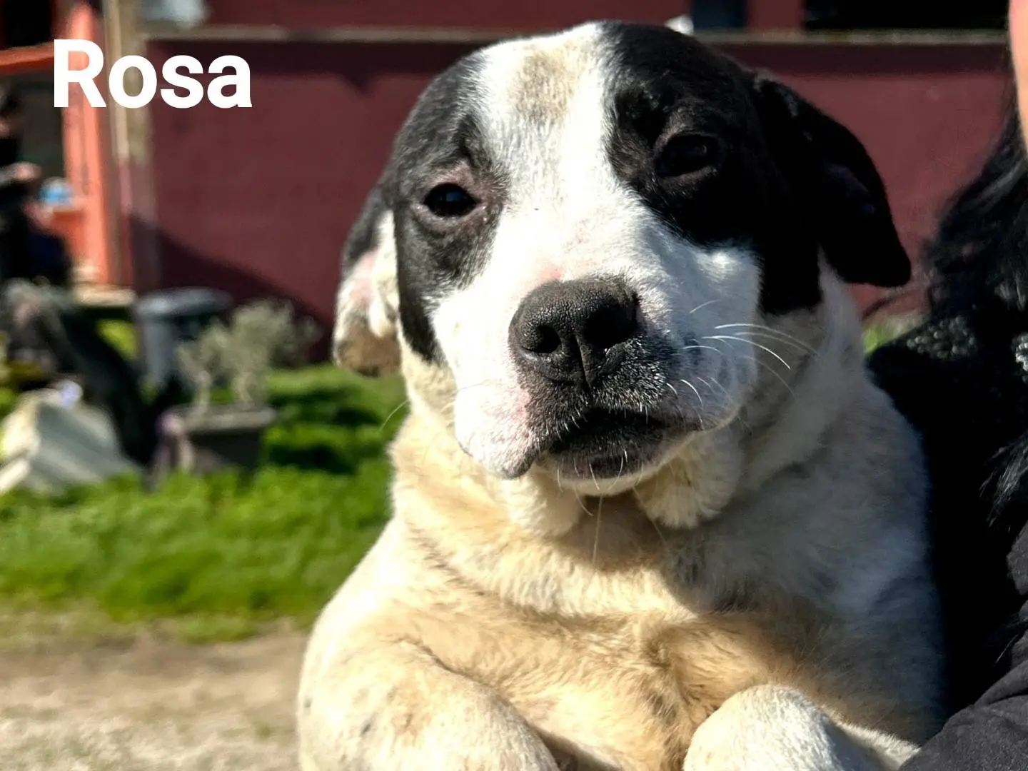 Adotta il cane Rosa a Latina