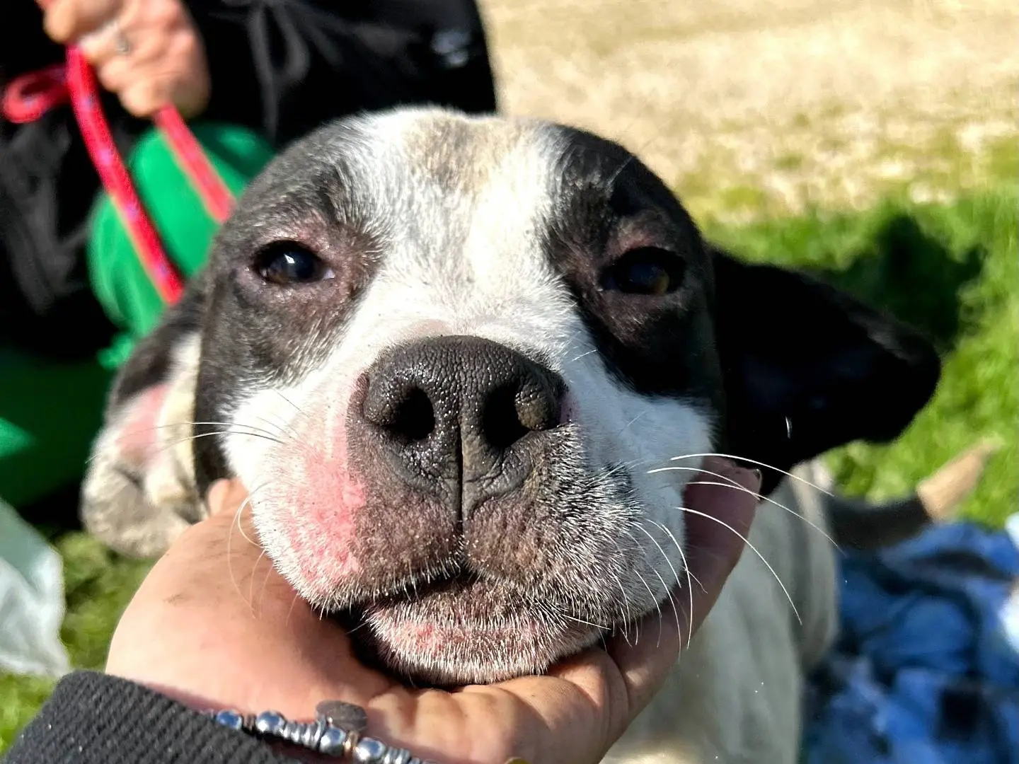 Adozione cane, femmina, Razza sconosciuta Razza sconosciuta, 1 anno e 2 mesi, taglia media, Latina