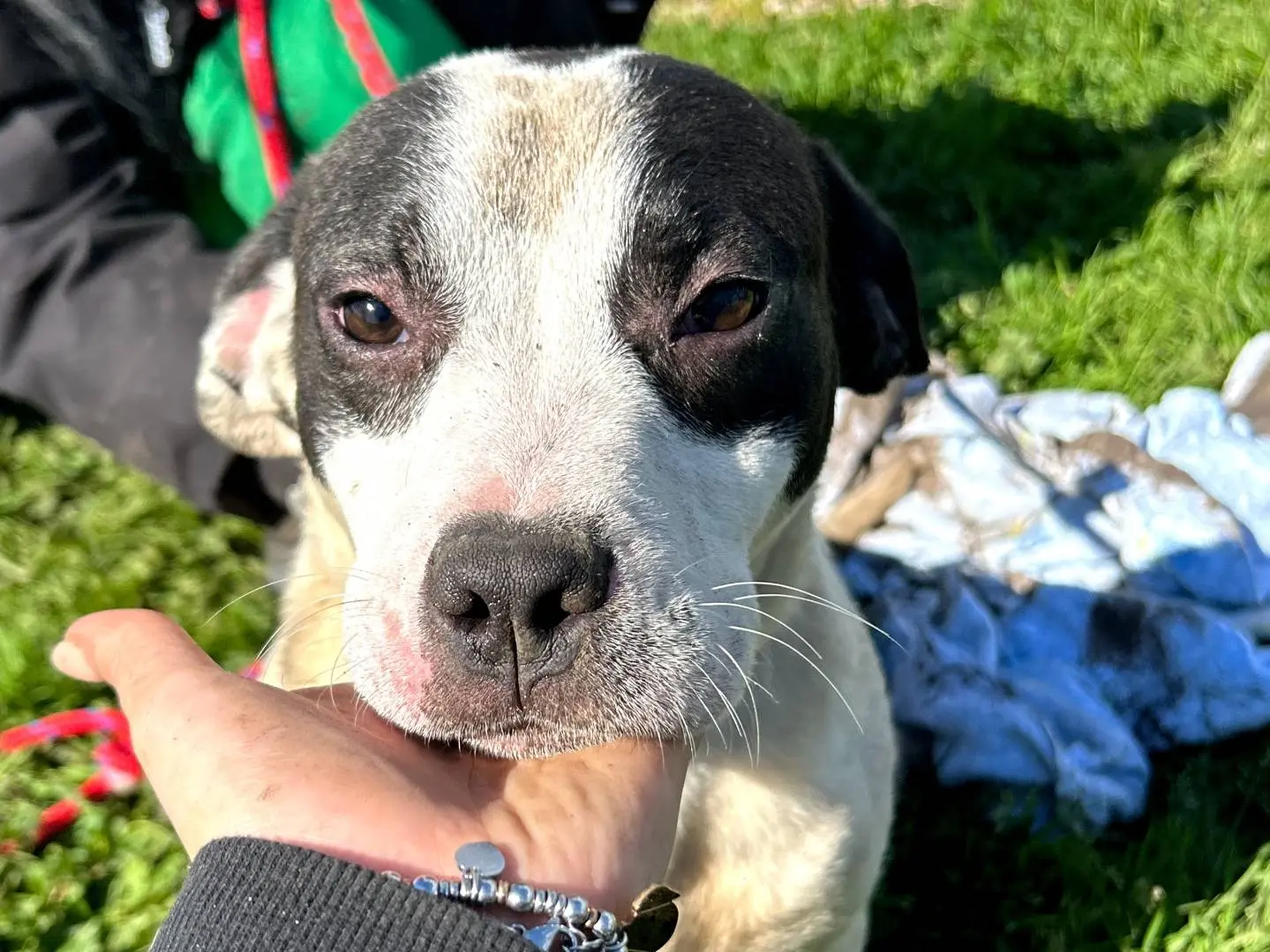 Adotta un cane, femmina, 1 anno e 2 mesi, Latina