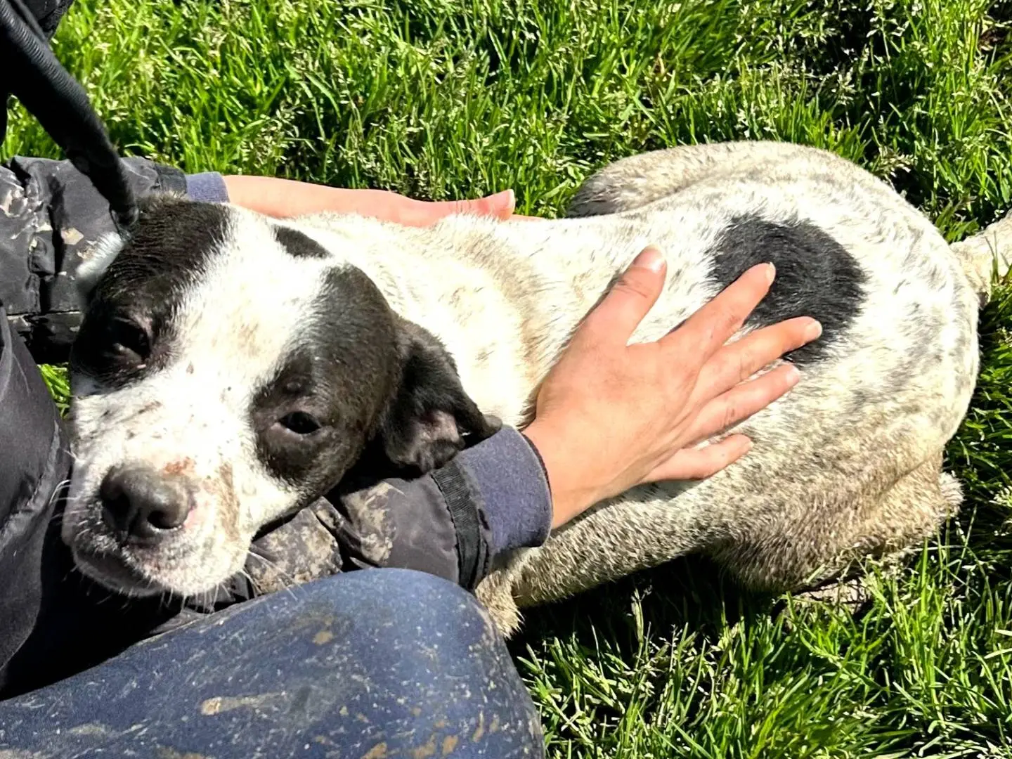 Adotta un cane, taglia media, femmina, Latina