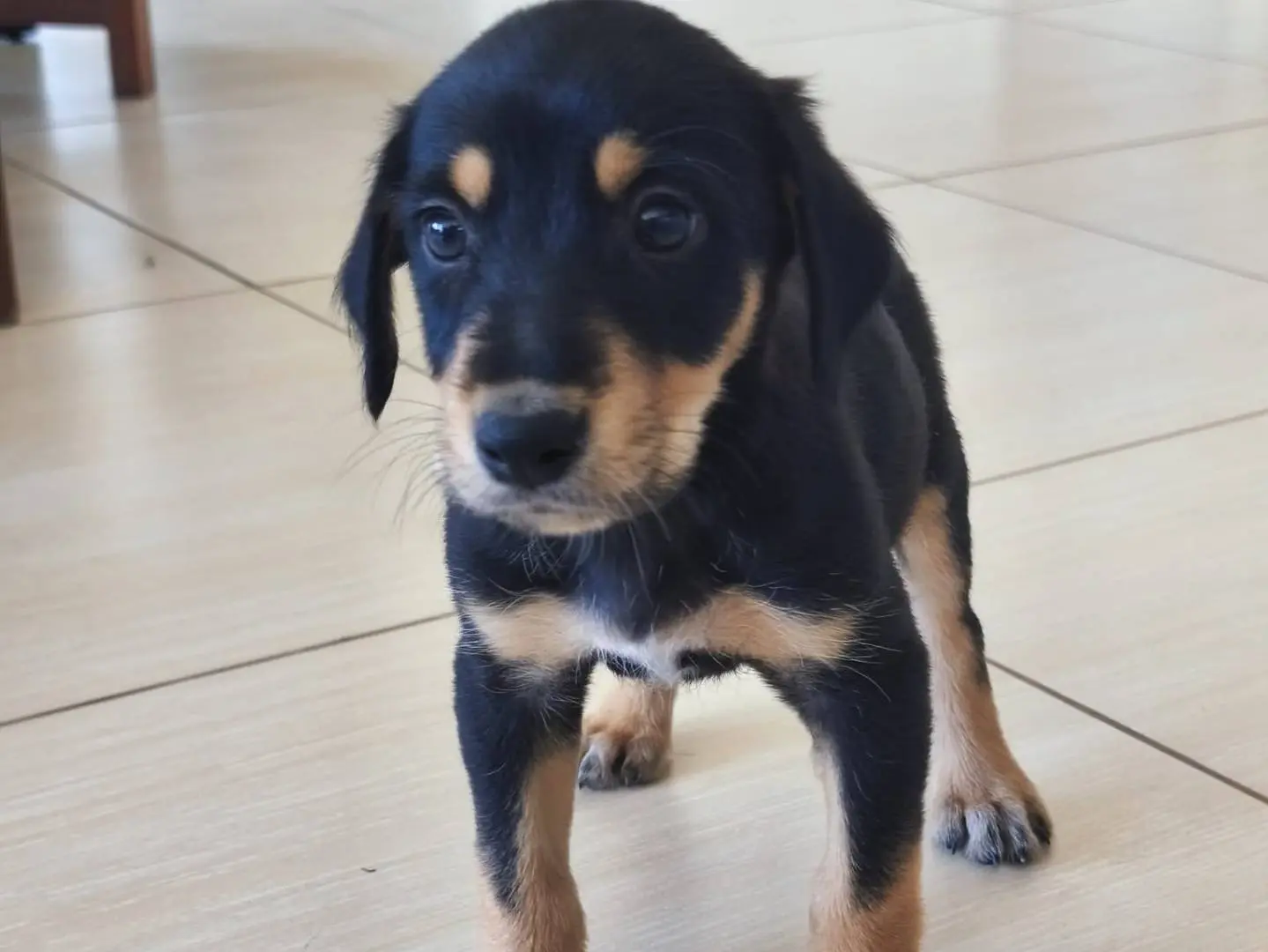 Adozione cane, femmina, Razza sconosciuta Razza sconosciuta, 5 mesi, taglia media, Agrigento