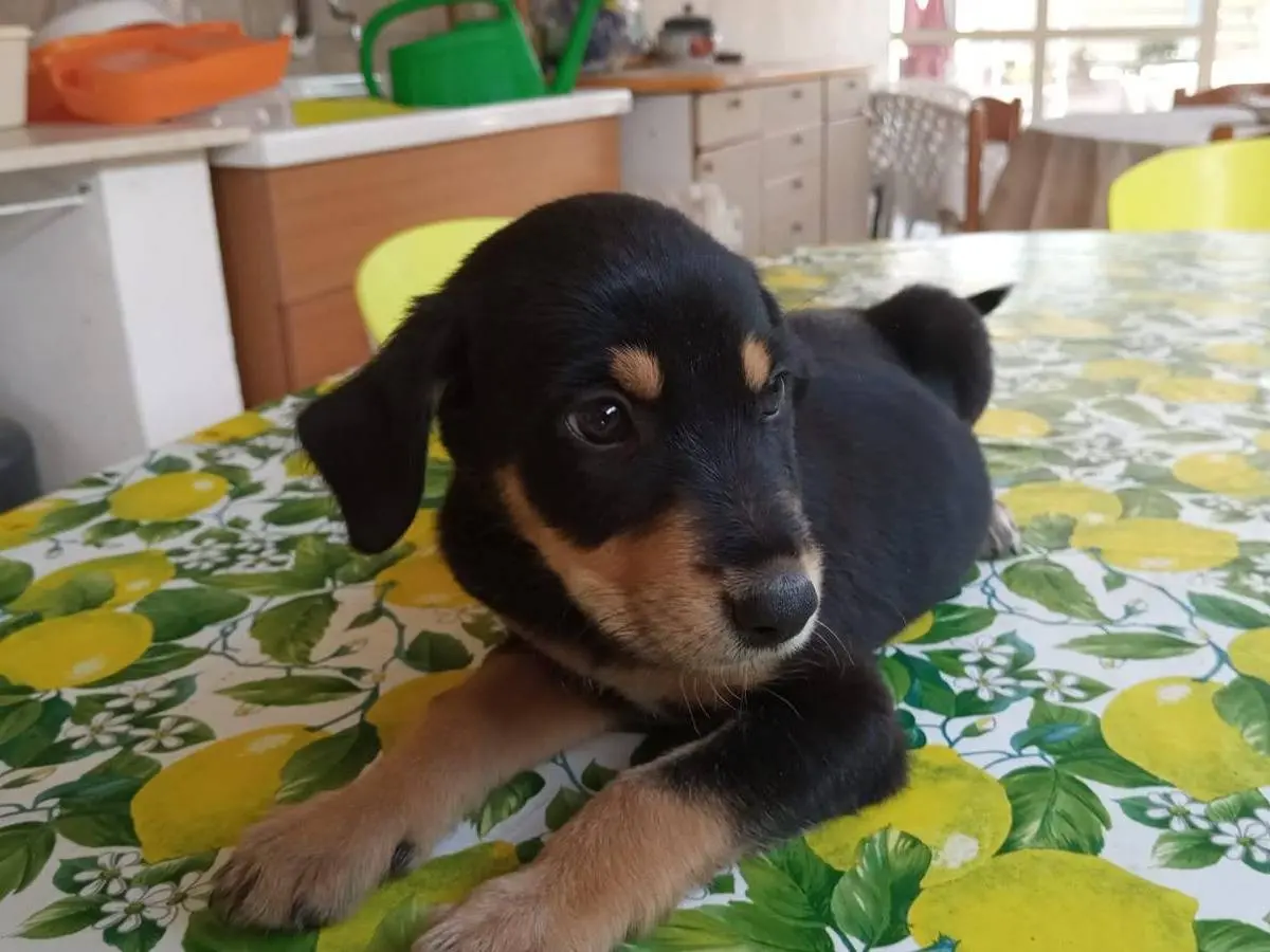 Adotta un cane, femmina, 5 mesi, Agrigento