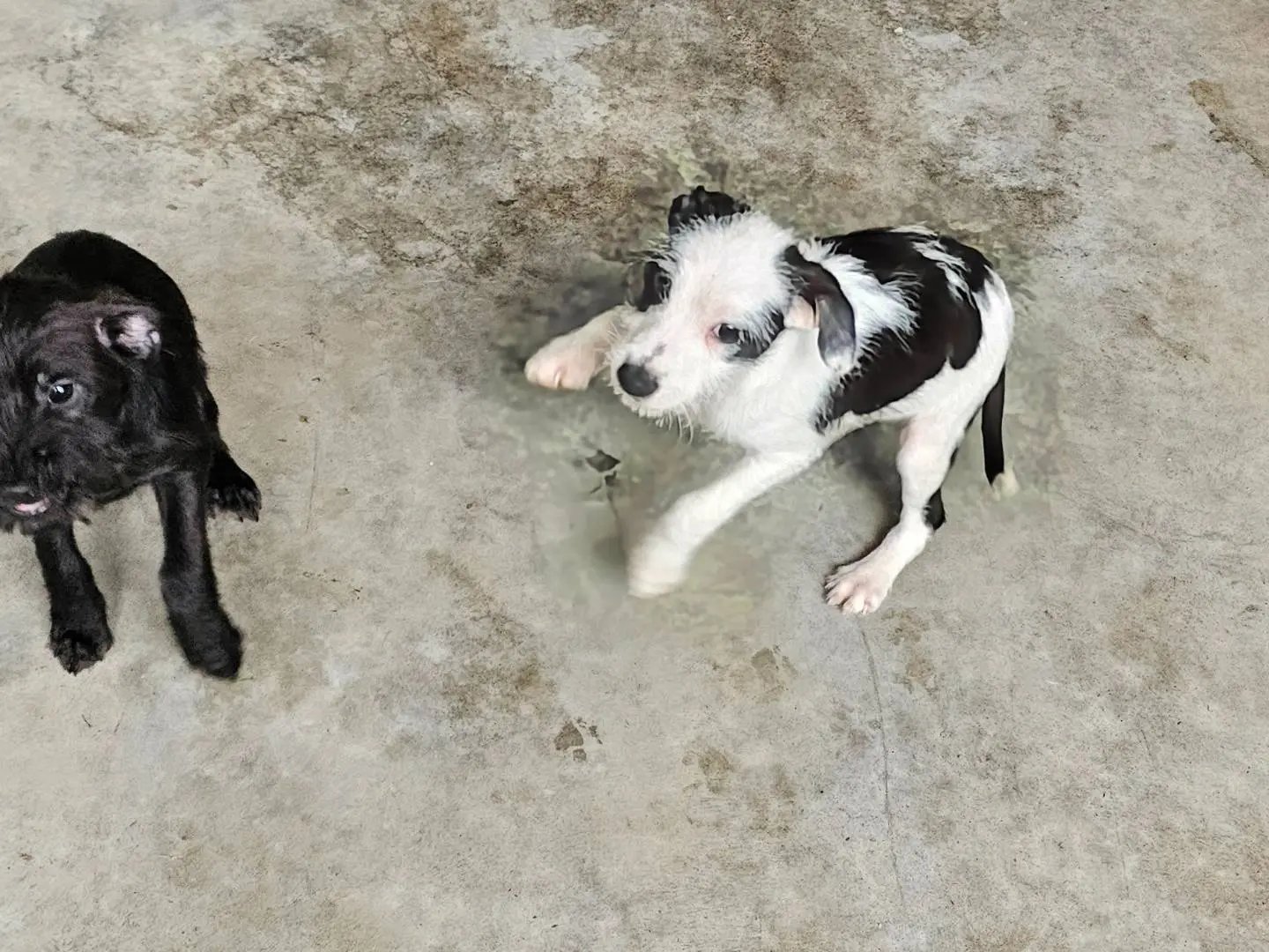 Adotta un cane, femmina, 3 mesi, Pavia
