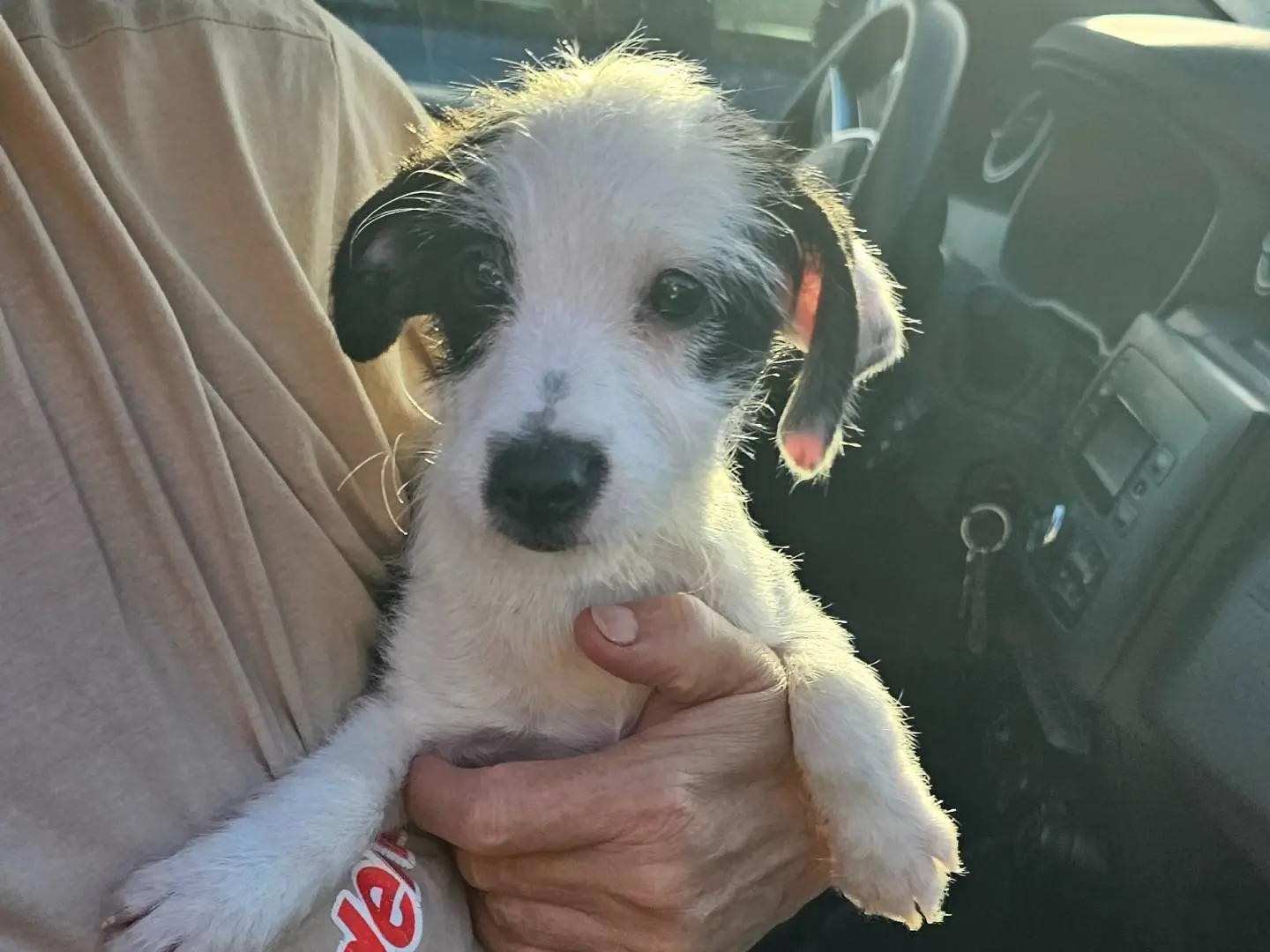 Adotta un cane, taglia piccola, femmina, Pavia