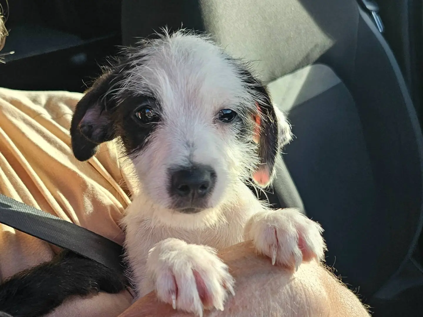 Adozione cane, femmina, Razza sconosciuta Razza sconosciuta, 3 mesi, taglia piccola, Pavia