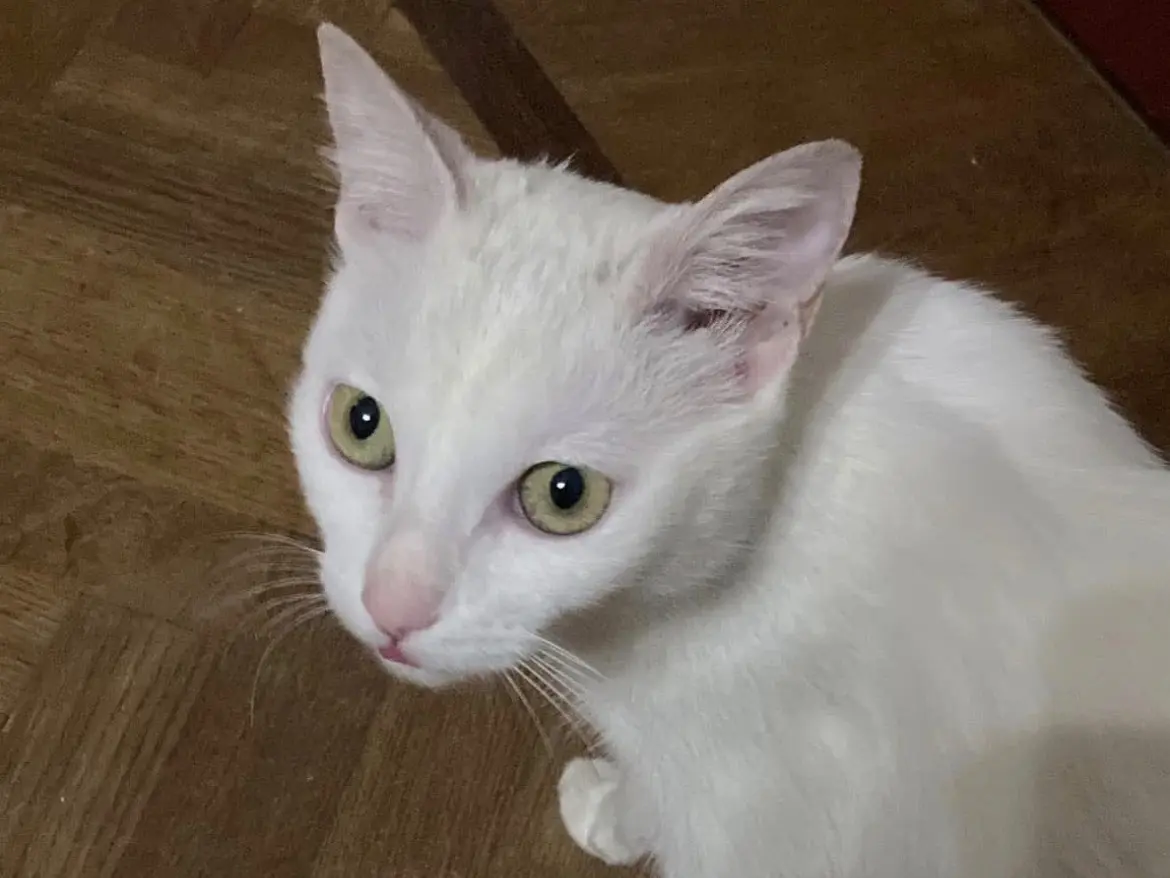 Adozione gatto, femmina, Razza sconosciuta Razza sconosciuta, 1 anno e 10 mesi, taglia non valida, Torino
