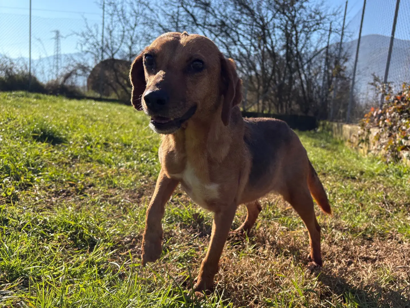 Adozione cane, femmina, Razza sconosciuta Razza sconosciuta, 3 anni e 11 mesi, taglia piccola, Frosinone