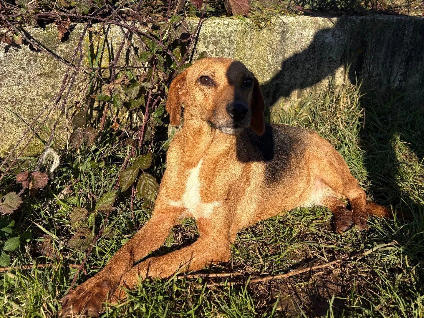 Adotta un cane, femmina, 3 anni e 11 mesi, Frosinone