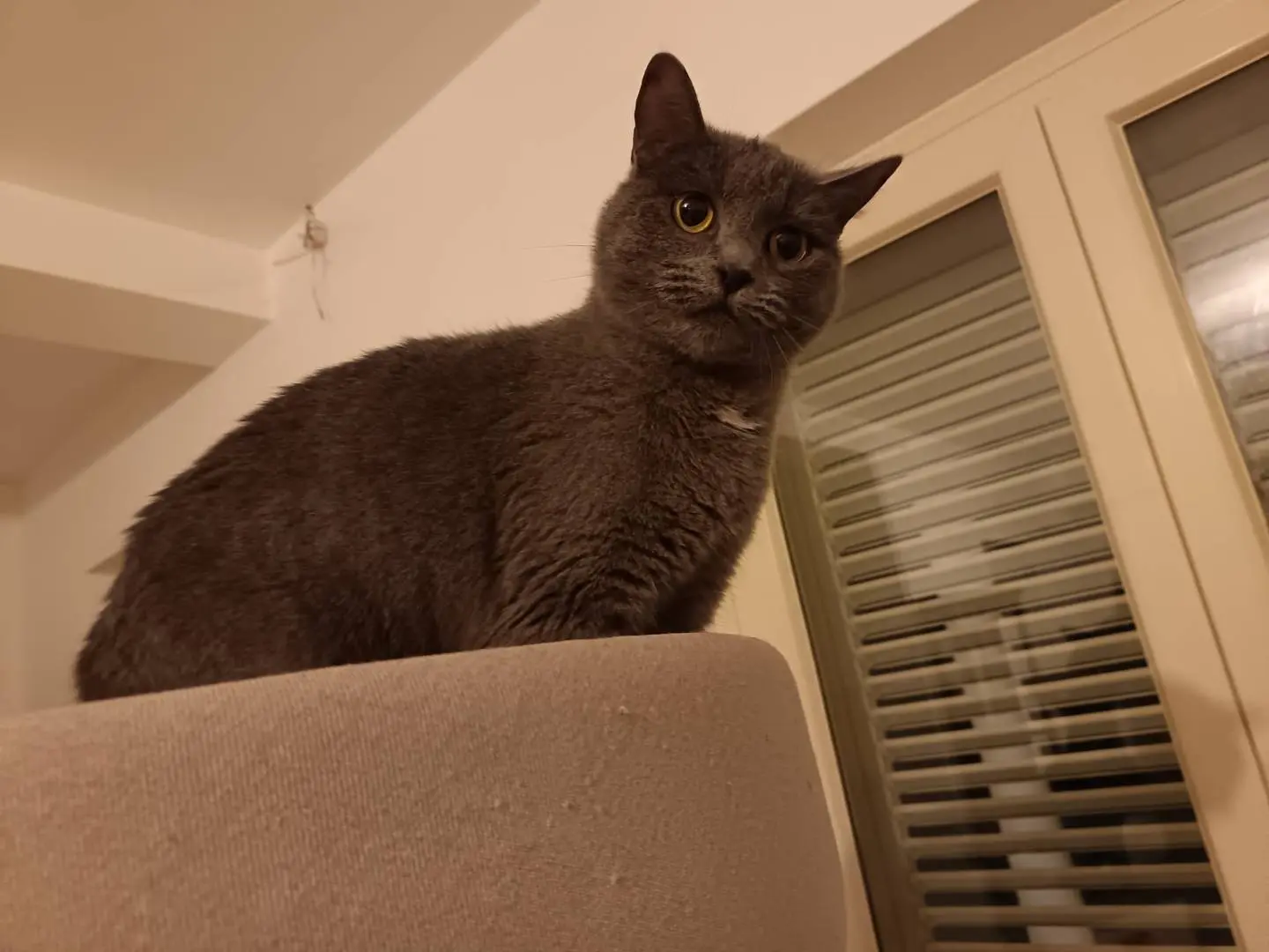 Adozione gatto, femmina, Razza sconosciuta Razza sconosciuta, 2 anni e 5 mesi, taglia non valida, Barletta