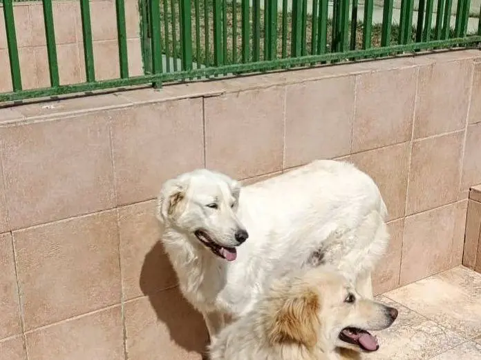 Adozione cane, femmina, Razza sconosciuta Razza sconosciuta, 4 anni e 3 mesi, taglia media, Crotone