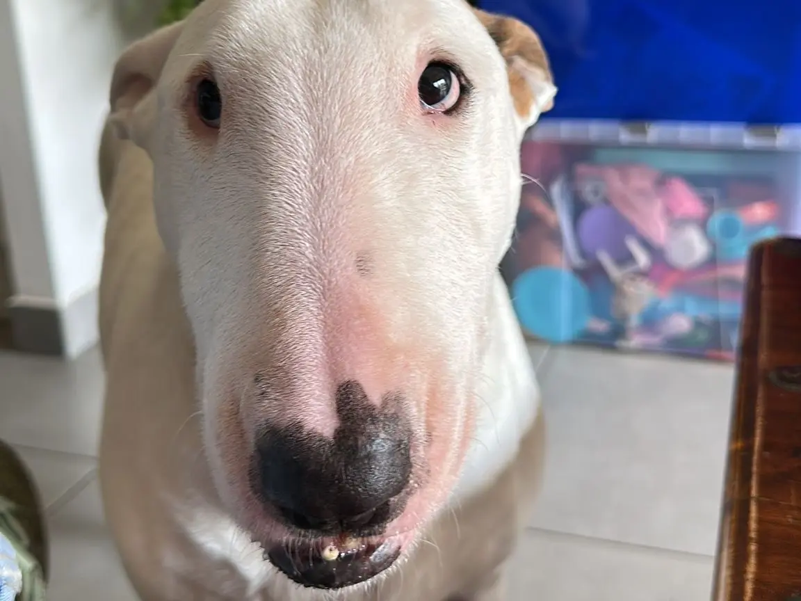 Adotta un cane, femmina, 7 anni e 9 mesi, Latina