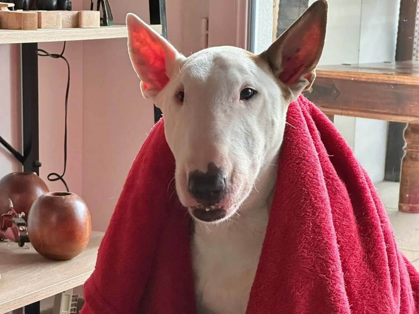Adozione cane, femmina, Bull Terrier Razza sconosciuta, 7 anni e 9 mesi, taglia media, Latina
