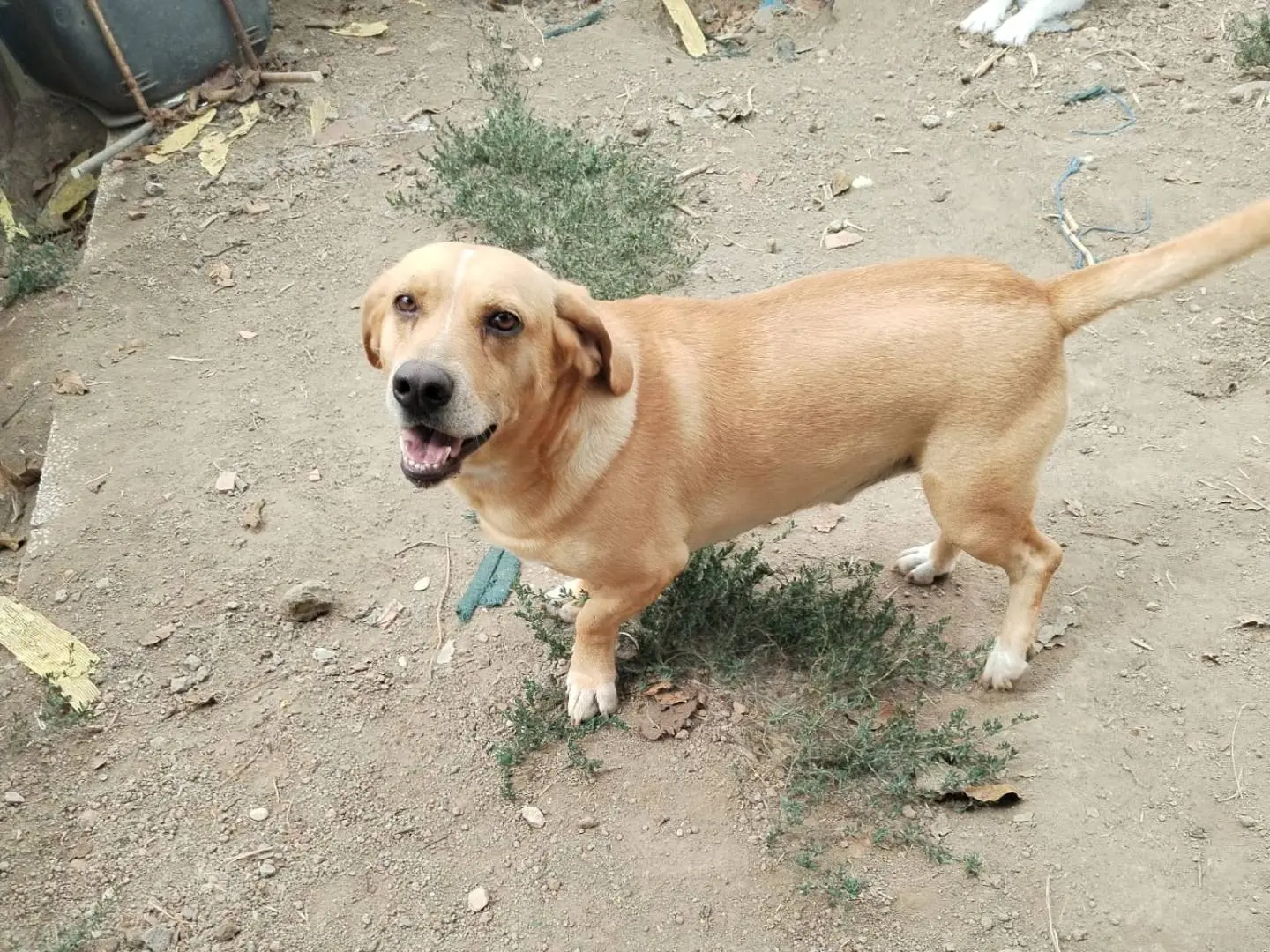 Adozione cane, maschio, Bassotto Labrador Retriever, 5 anni e 10 mesi, taglia media contenuta, Viterbo