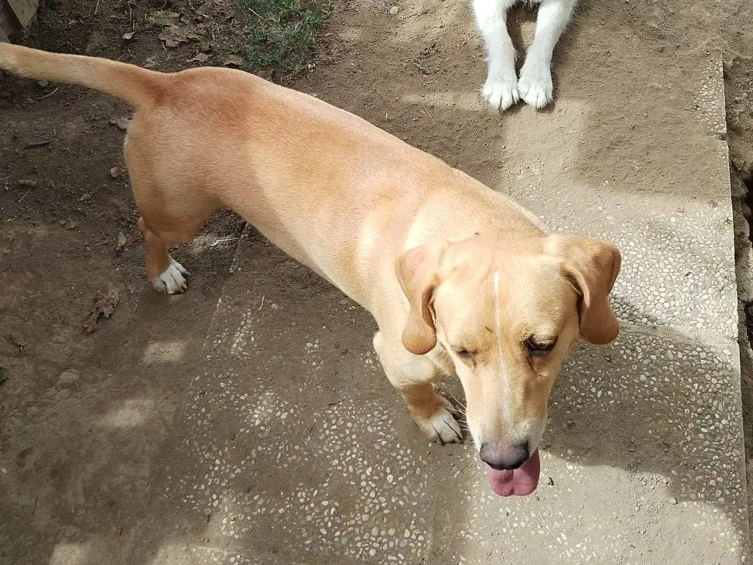Vuoi adottare un cane a Viterbo?